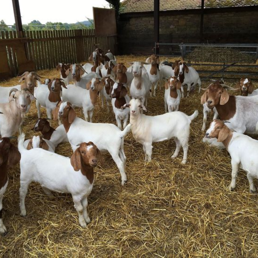 Cattle & Poultry Suppliers In Karimnagar